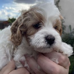 Cavapoo Puppies from Ellas.Pups