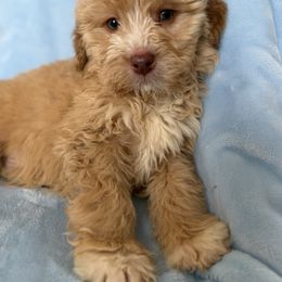 Kodi - Apricot male Aussiedoodle puppy in Lowville, New York from Adirondack Labradoodles