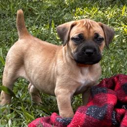Pocahontas - Brindle female Boerboel puppy in Bon Aqua, Tennessee from Erickson Ranch Boerboels