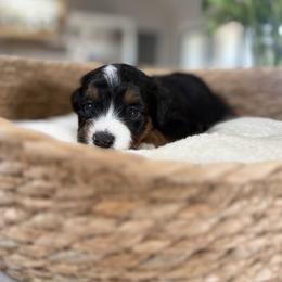 Mint Collar - Tri-color female Bernedoodle puppy in Indiahoma, Oklahoma from Farm Fresh Doodles
