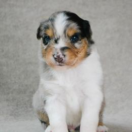 Roper - Blue merle male Australian Shepherd puppy in Aberdeen, North Carolina from Huckleberry Hill Aussies LLC.