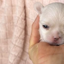 Maltese Puppies from Bijou Babydoll Maltese