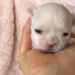 Maltese Puppies from Bijou Babydoll Maltese