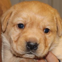 Icy - Yellow female Labrador Retriever puppy in Camden, Indiana from Camden's Caring Canines
