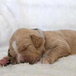 Buck - Apricot male Goldendoodle puppy in Cherry Creek, New York from Doodles Pups of NY
