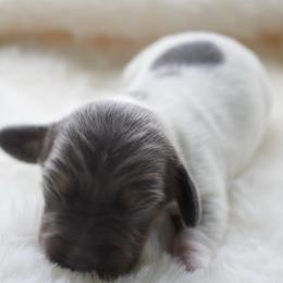 Jerry - Blue and tan male Dachshund puppy in Morrow, Ohio from Courtney’s Colorful Doxies
