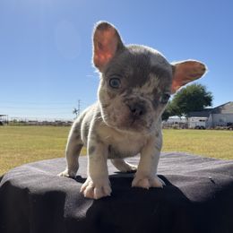 Boy 2 - Tricolors male French Bulldog puppy in Casa Grande, Arizona from Slash O Kennels