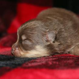 Coco - Chocolate and tan female Pomeranian puppy in Bremen, Indiana from AMS Pomeranians and Pomskies in Indiana