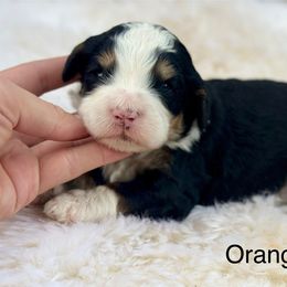 Butter Pecan - Tri-color male Bernedoodle puppy in Colorado Springs, Colorado from Mercy Mountain Bernedoodles