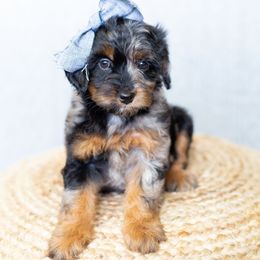 Ember - Merle female Goldendoodle puppy in Bradenton, Florida from Doodle Acres