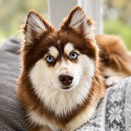 Piper - Pomsky