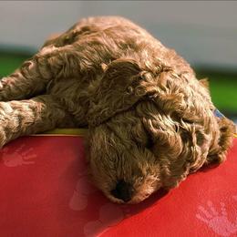 Wiggles - Apricot female Goldendoodle puppy in Harris County, Texas from Cute & Curly Doodles