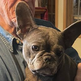 Kaida - French Bulldog