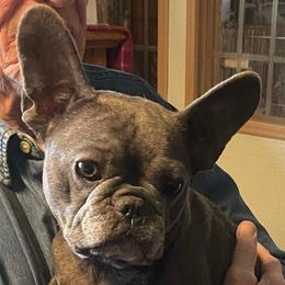 Kaida - French Bulldog