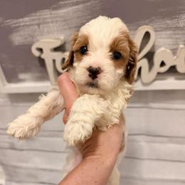 Sleepy - Parti female Goldendoodle puppy in Bradenton, Florida from Christianna’s Mini Goldendoodles