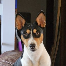 Layla - Basenji