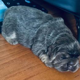Grey - White and brindle male French Bulldog puppy in Miami, Oklahoma from Destiny Jones