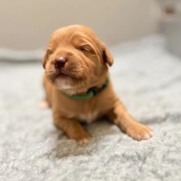 Nova (gren colar) - Apricot female Goldendoodle puppy in Twin Falls, Idaho from Magic Valley Family Doodles