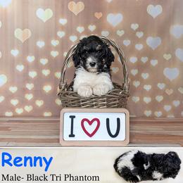 Renny - Phantom male Poodle puppy in Kenyon, Minnesota from Country Breeze Poodles