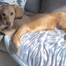 Goldendoodles from Mountain Green Minis