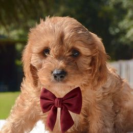 Cavapoo Puppies from Horton & Co. Cavapoos