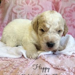 Happy - Parti male Goldendoodle puppy in Grove, Oklahoma from Guinn Family Farms