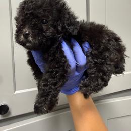 Girl-1 - Silver female Poodle puppy in Sn Bernrdno, California from JennieMiniPets