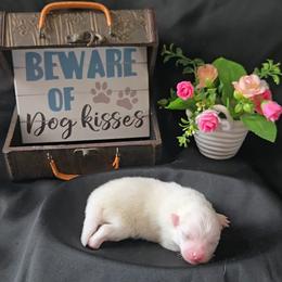 Rose - White female Pomeranian puppy in Newport News, Virginia from Itty Bitty Poms