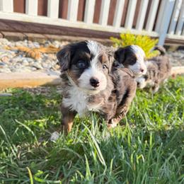 Scout - Merle male Bernedoodle puppy in Wamego, Kansas from Doodles of Oz