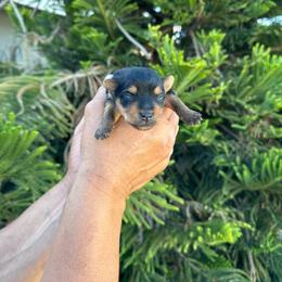 Peter - Black and tan male Yorkshire Terrier puppy in Ceres, California from Mr.Yorkie