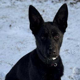 Trained Older Pup - Shadow - Black male German Shepherd puppy in Augusta, West Virginia from Cricket Hollow Canines