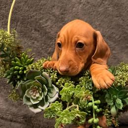 Baby boy 4 - Red male Dachshund puppy in Pontiac, Michigan from Hutch Hounds