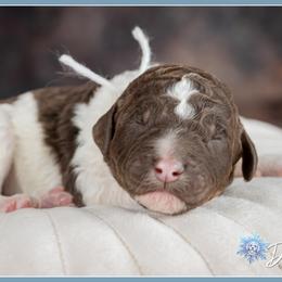 Valentina - Brown and white female Bernedoodle puppy in Connersville, Indiana from Deaz Doodle Ranch