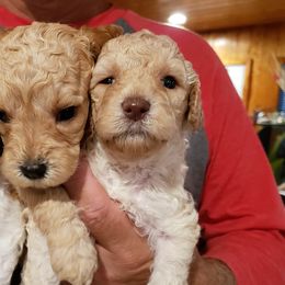 Labradoodles from Bristol Mine Kennels