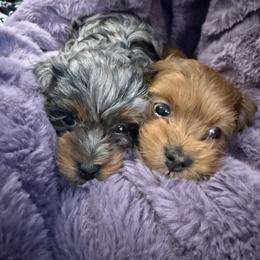 Cavapoo and Maltipoo Puppies from Julie Chandler