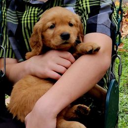 Thomas - Dark golden Golden Retriever puppy in Lebanon, Oregon from Soda Springs Kennel