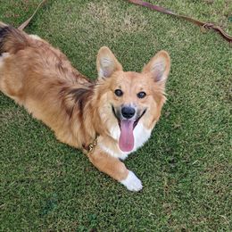Tikka - Pembroke Welsh Corgi