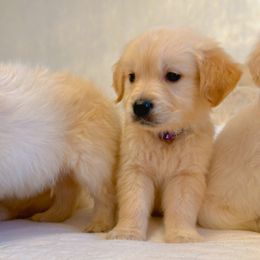Golden Retriever Puppies from Goldens of Hope