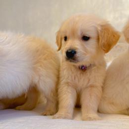 Golden Retriever Puppies from Goldens of Hope