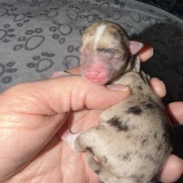 Chanel - Merle female Chihuahua puppy in Seneca, Missouri from Stephanie’s Puppy Colony