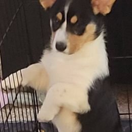 Madchen - Black and white Cardigan Welsh Corgi puppy in Utah from Wasatch Valley Cardigans