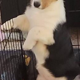 Madchen - Black and white Cardigan Welsh Corgi puppy in Utah from Wasatch Valley Cardigans