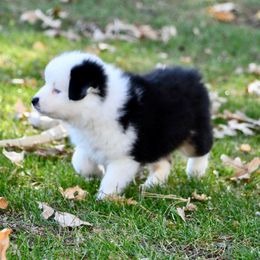 Girl 1 Sparrow - Black tri female Toy Australian Shepherd puppy in Bristow, Iowa from Pine Ridge Toy Aussies
