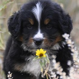 Brown Collar Boy - Black tan and white male Bernese Mountain Dog puppy in Loveland, Colorado from Grateful Bernese & Gage's Goldens