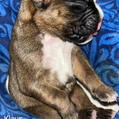 Boxer Puppies from Von Royal Dell’Infinite