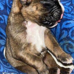 Boxer Puppies from Von Royal Dell’Infinite
