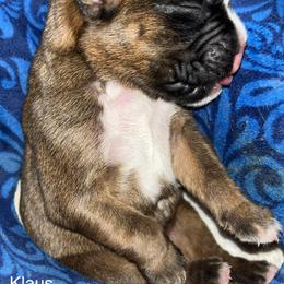 Boxer Puppies from Von Royal Dell’Infinite