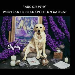 Gypsy - Labrador Retriever