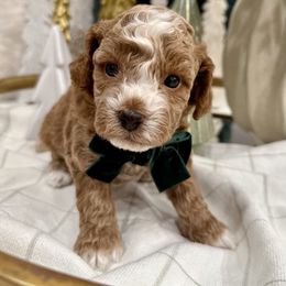 Ralph Lauren - male Cavapoochon puppy in Lucas, Ohio from Apricot Lane Puppy