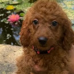 Teddy - Red  male Goldendoodle puppy in Centralia, Missouri from Oodles Of Doodles Mo.